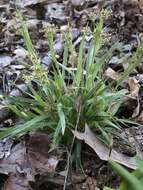 Image of Hedgehog Wood-Rush