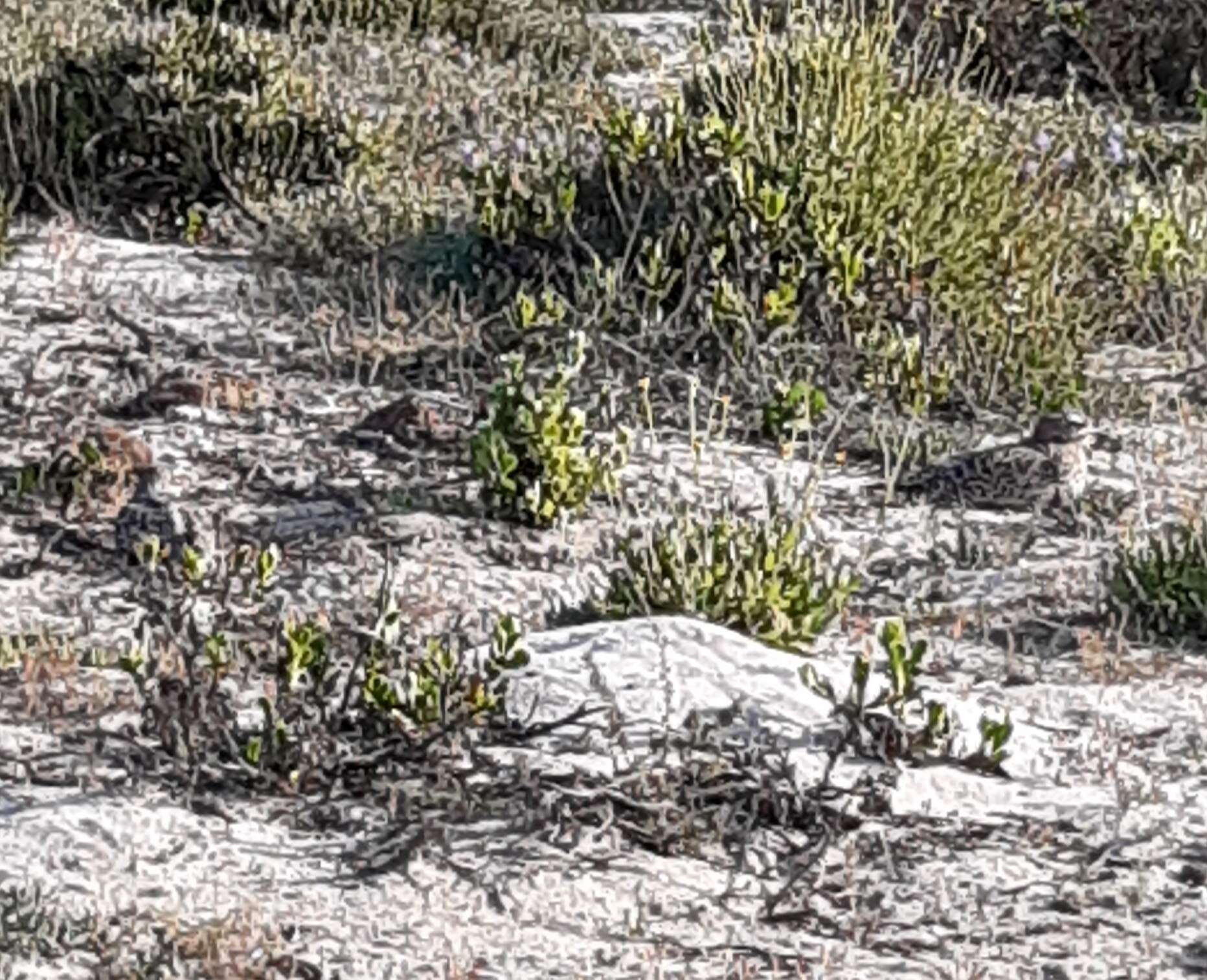 Image of Cape Thick-knee