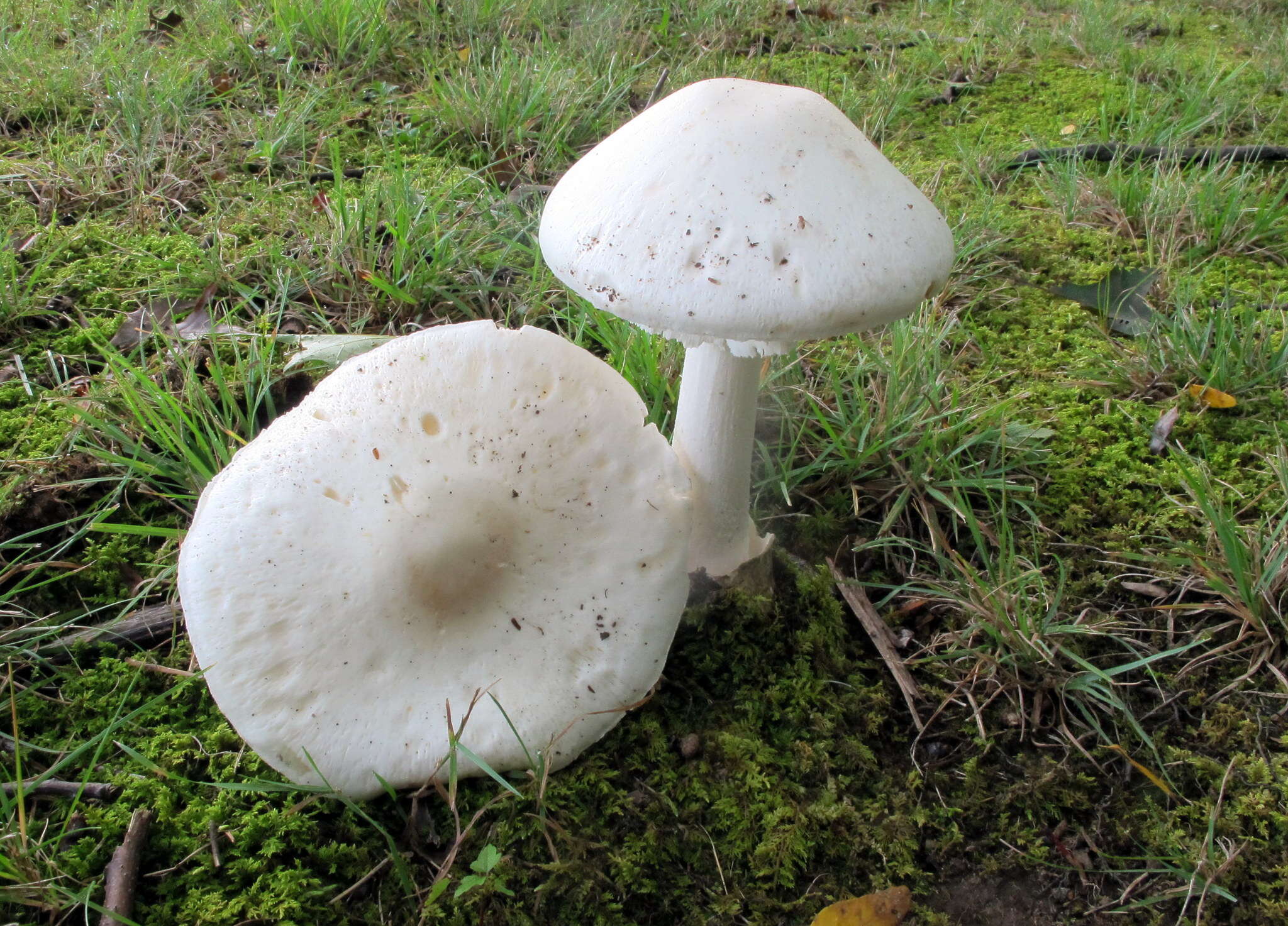 Слика од Amanita suballiacea (Murrill) Murrill 1941