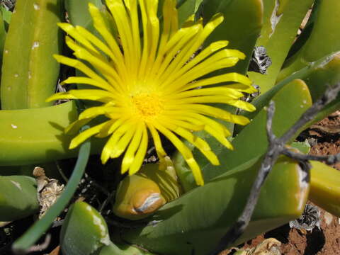 Image of Glottiphyllum regium N. E. Br.