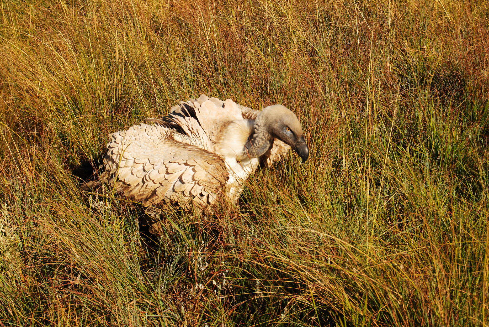 Image of Cape Griffon