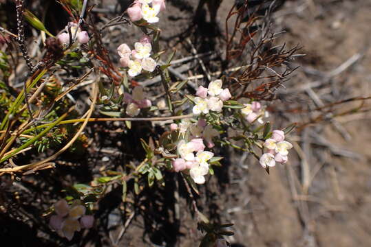 Image of Lachnaea burchellii Meissn.