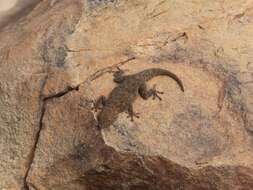 Image of Barnard’s Namib Day Gecko