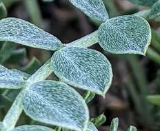 Image of Astragalus incanus subsp. incanus