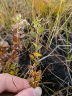 Image of Newfoundland dwarf birch