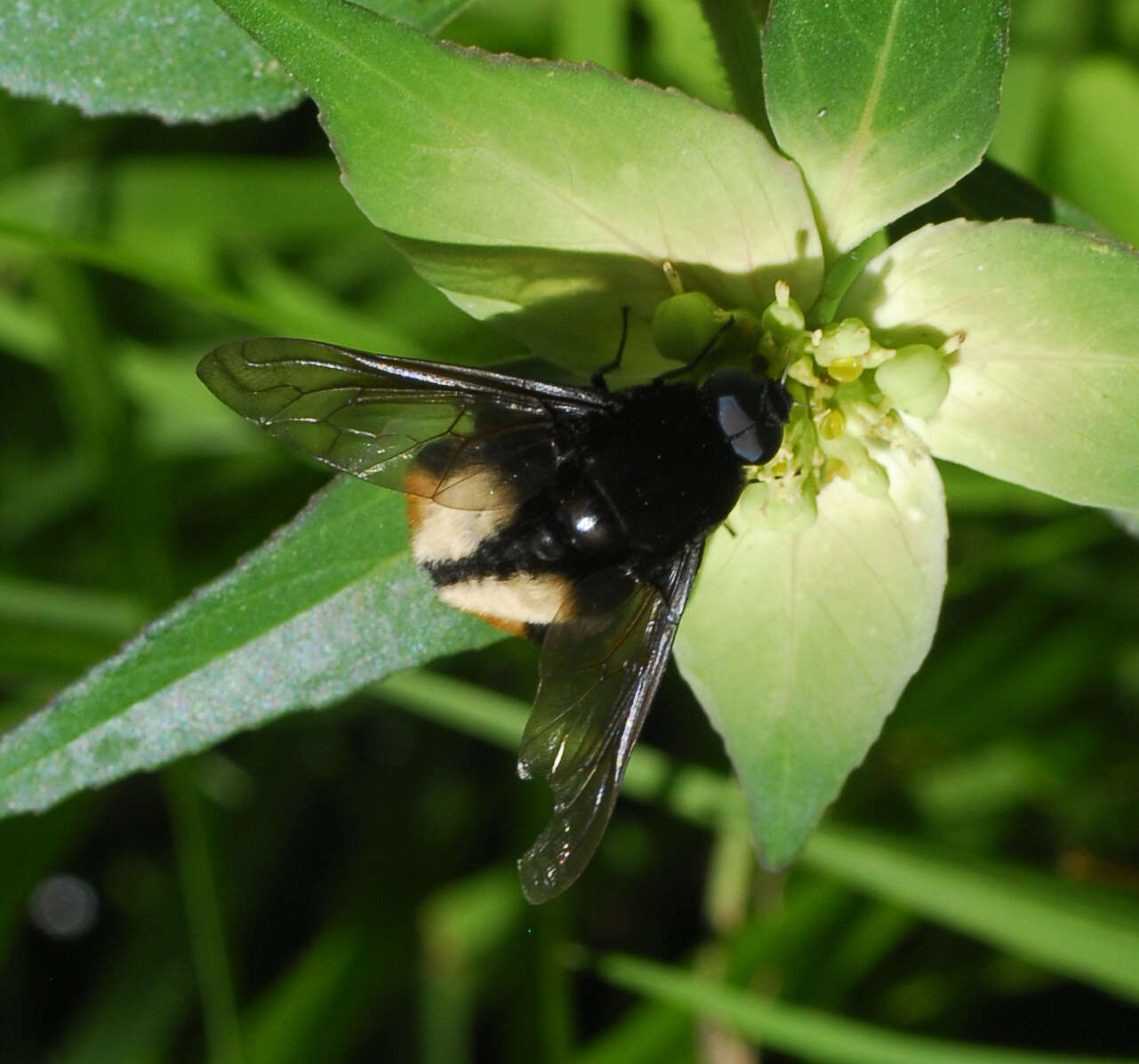 Image of Bryodemina