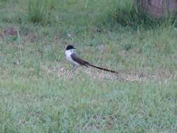 Image of Fork-tailed Flycatcher