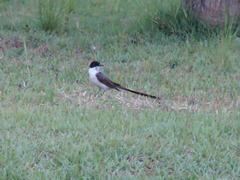 Image of Fork-tailed Flycatcher