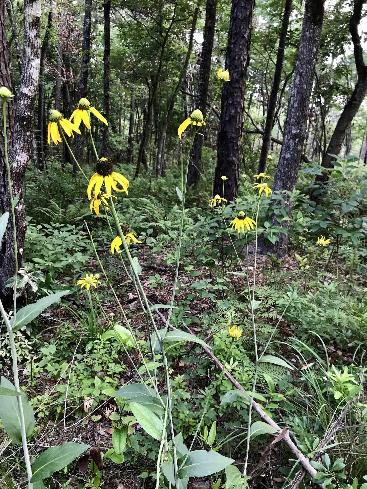 Image of roughleaf coneflower