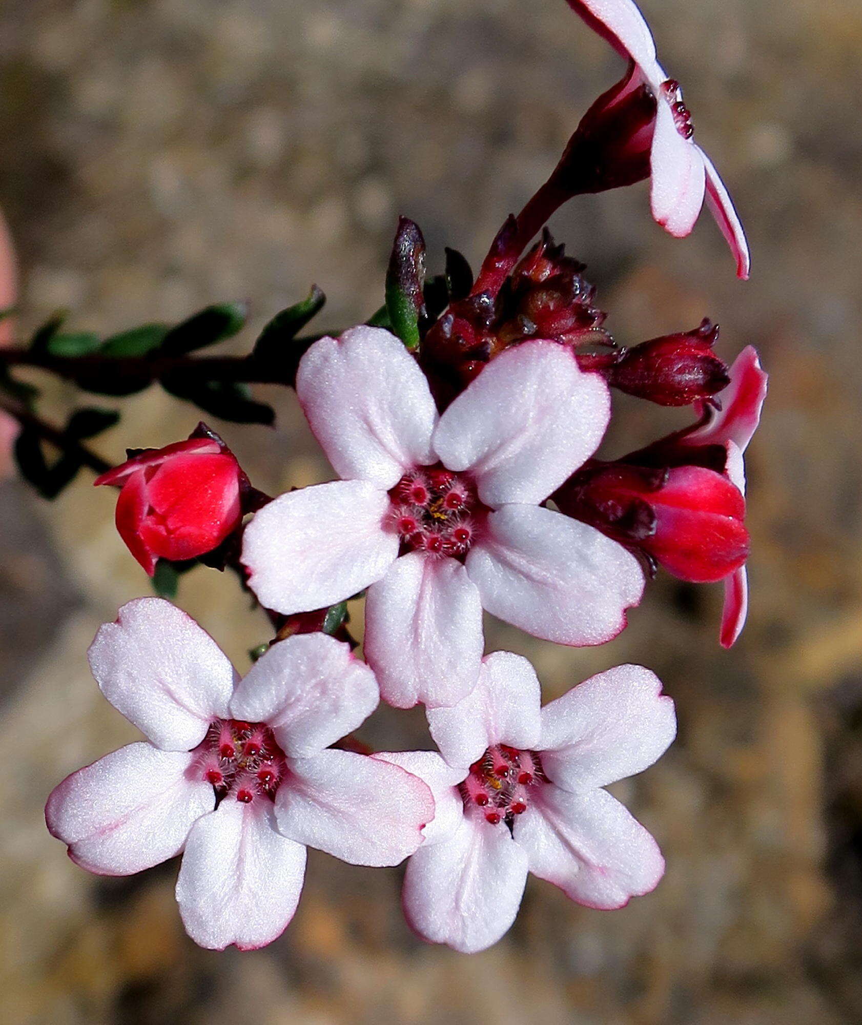 Image of Adenandra mundiifolia Eckl. & Zeyh.