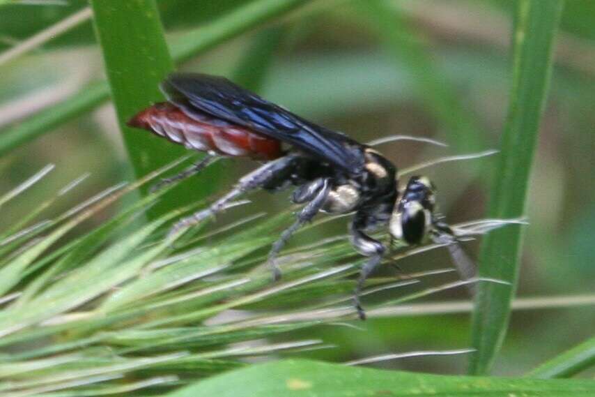 Image de Larra bicolor Fabricius 1804