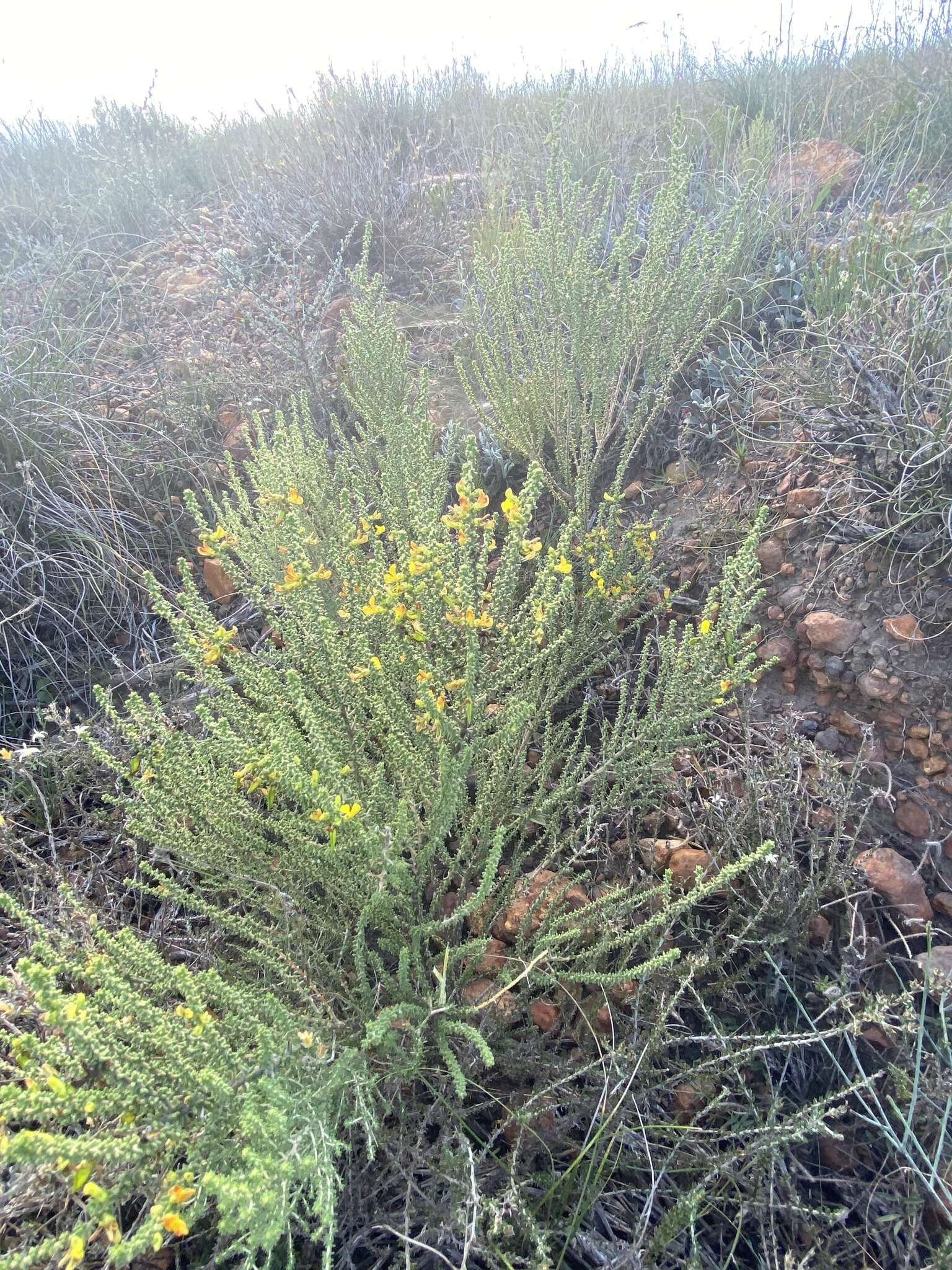 Image of Aspalathus pinguis subsp. pinguis