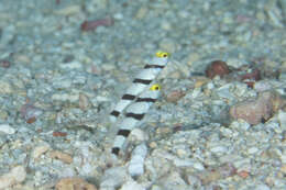 Image of Prawn-goby prawngoby shrimp-goby