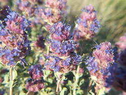 Imagem de Salvia dorrii var. pilosa (A. Gray) Strachan & Reveal