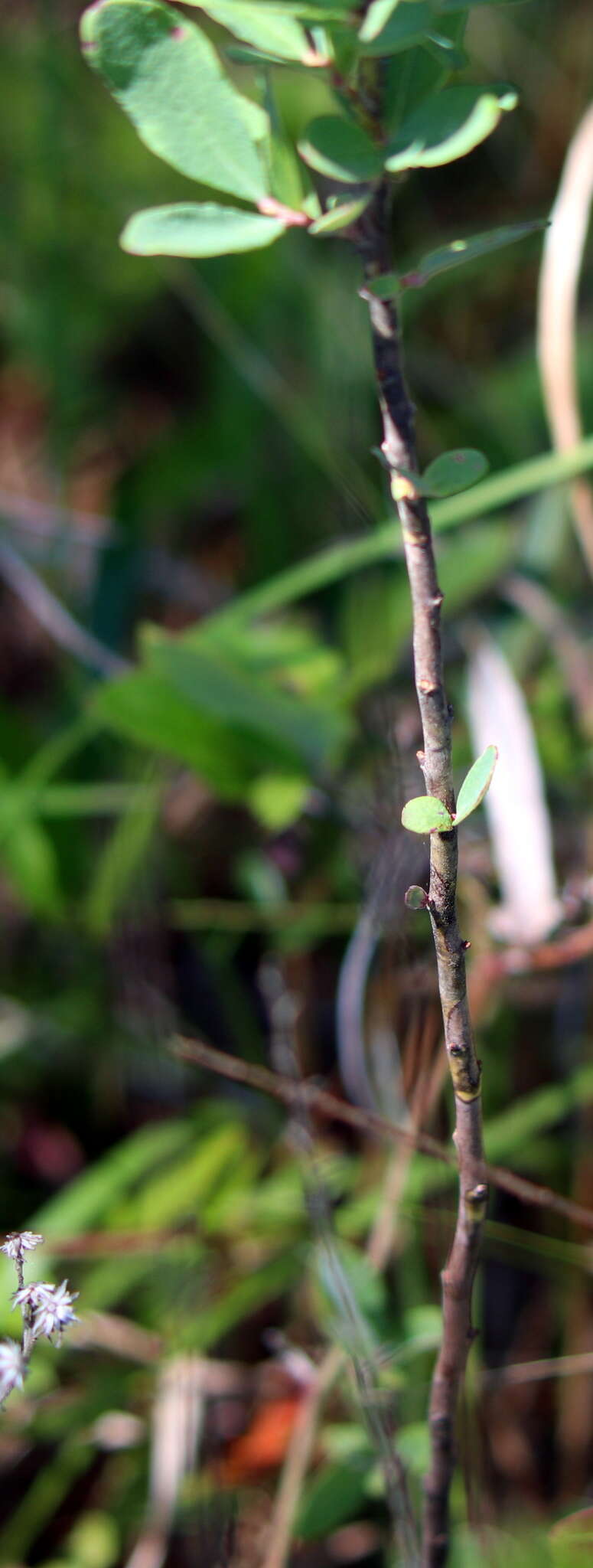 Image of Confederate huckleberry