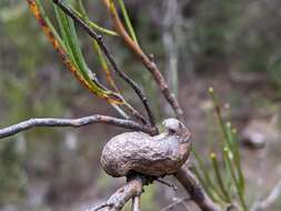 Image of Hakea epiglottis Labill.