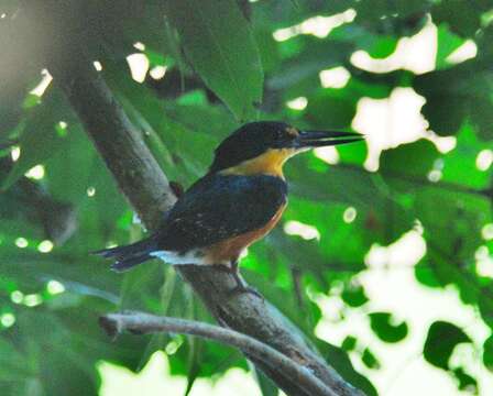 Image of American Pygmy Kingfisher