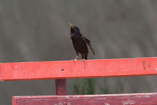 Sivun Sturnus vulgaris tauricus Buturlin 1904 kuva