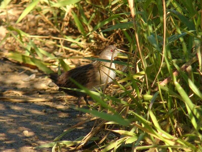 Image of Ash-throated Crake