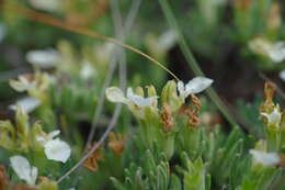 Image of Teucrium montanum subsp. montanum