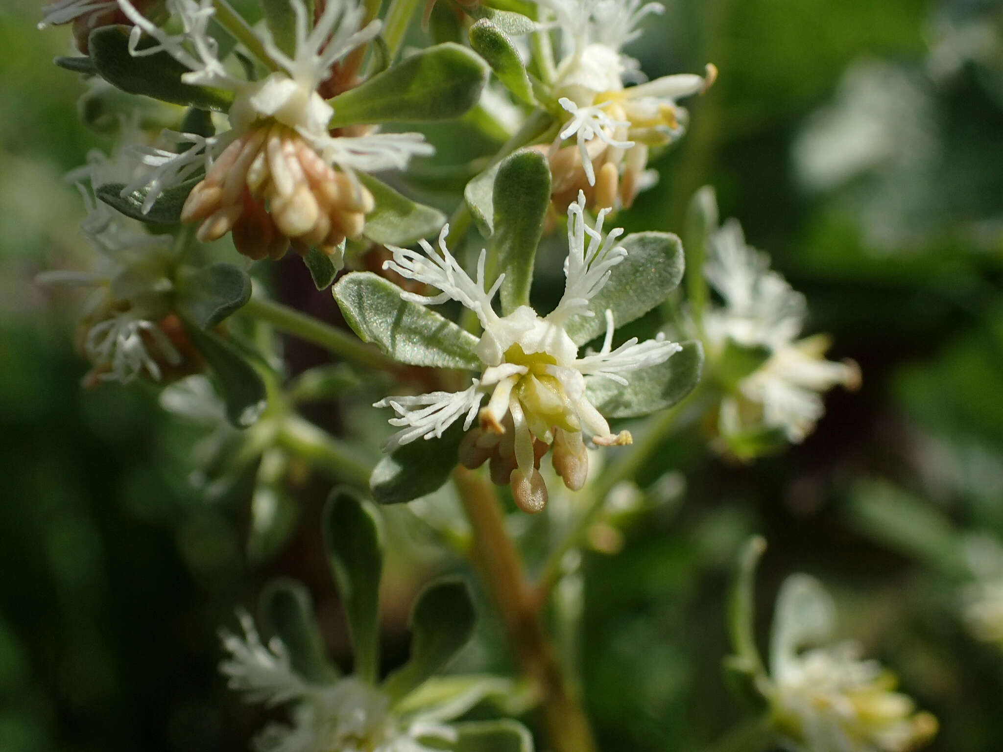 Image of rampion mignonette