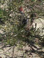 Image of Banksia shuttleworthiana (Meissn.) A. R. Mast & K. R. Thiele