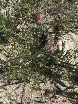 Image of Banksia shuttleworthiana (Meissn.) A. R. Mast & K. R. Thiele