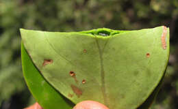 Plancia ëd Pterocelastrus tricuspidatus (Lam.) Walp.