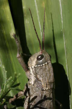 Image of Pamphagus caprai Massa 1992