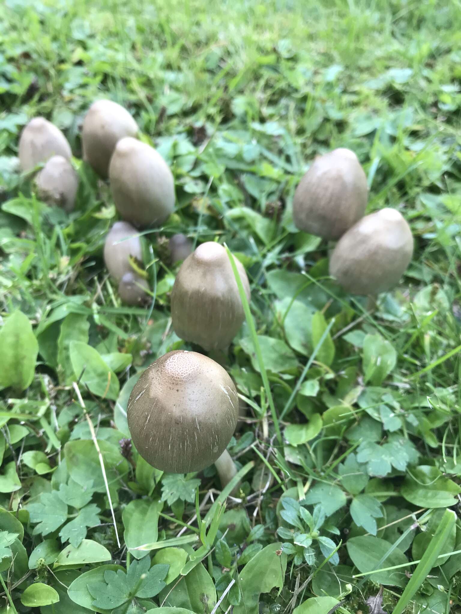 Image of Coprinopsis acuminata (Romagn.) Redhead, Vilgalys & Moncalvo 2001