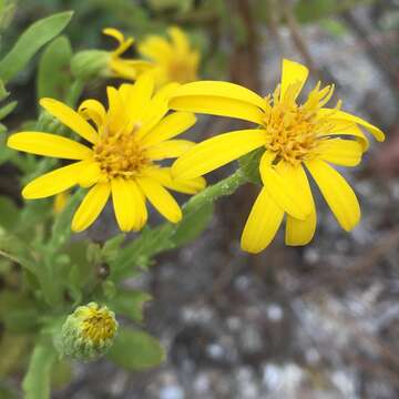 Image of coastal plain goldenaster