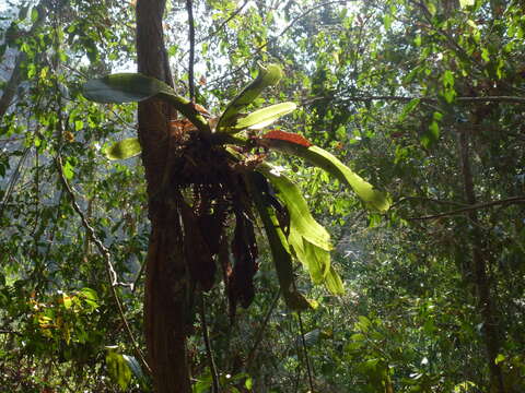 Image of Pomatocalpa spicatum Breda