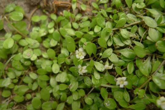 Image of Glossostigma elatinoides (Benth.) Benth. ex Hook. fil.