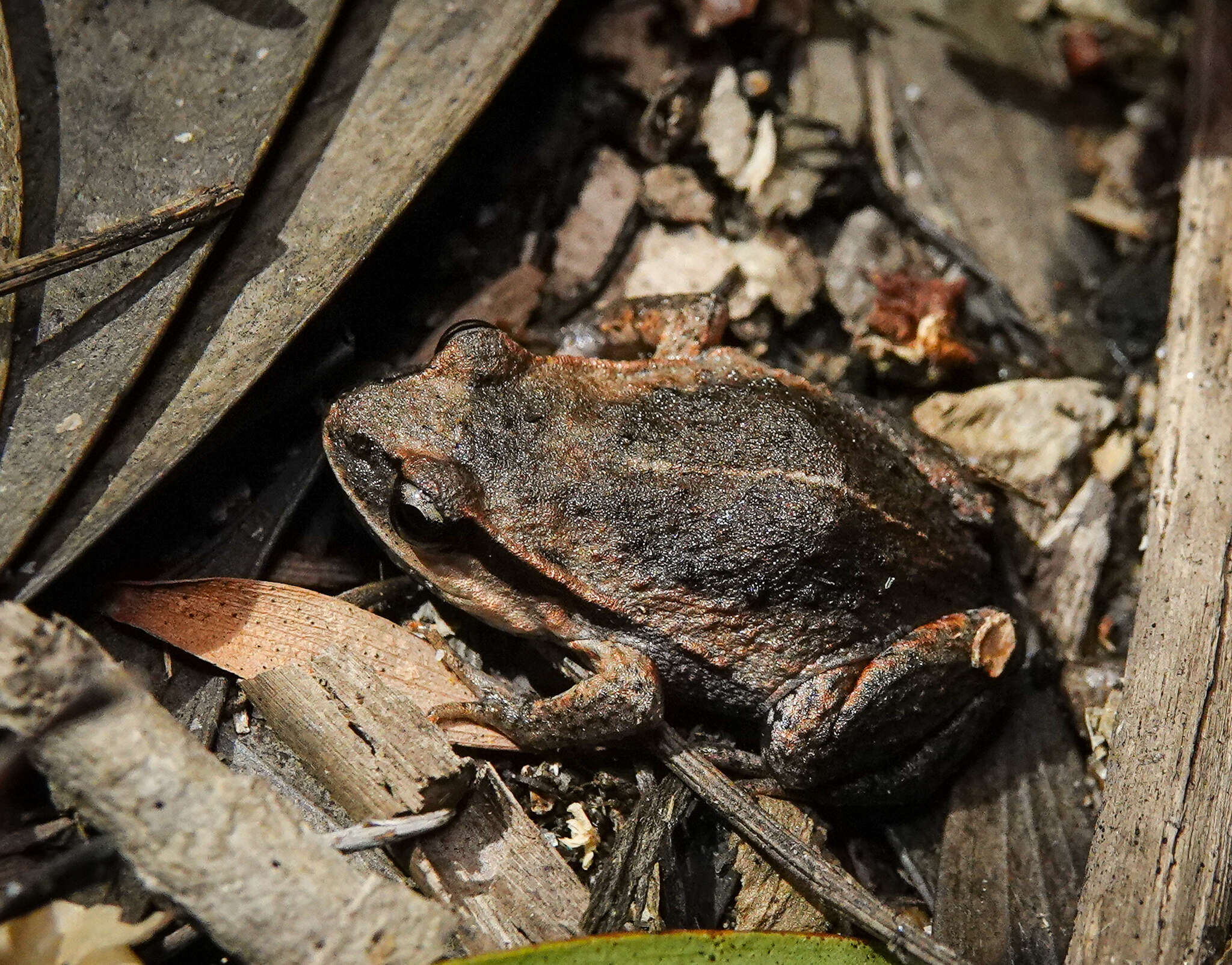 Image of Haswell’s Froglet