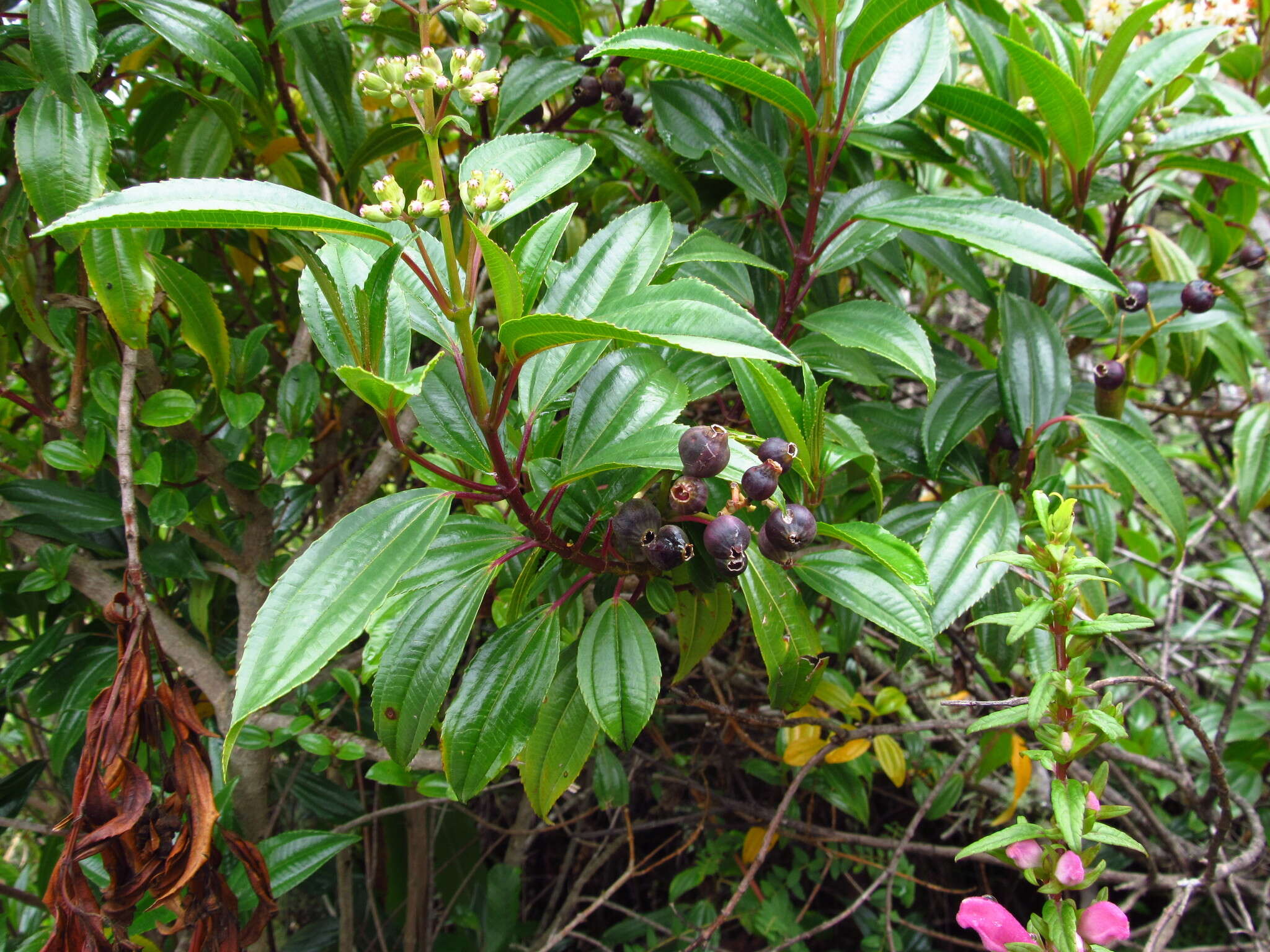 Miconia crocea (Desroussraux) Naud.的圖片