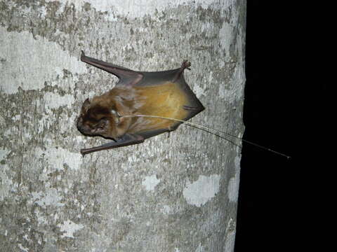 Image of Giant Noctule