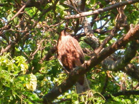 Plancia ëd Accipiter albogularis Gray & GR 1870