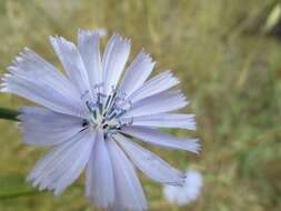 Image of chicory