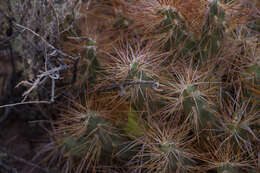 Image of Cumulopuntia glomerata