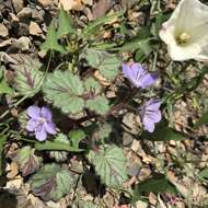 Image of longstalk phacelia