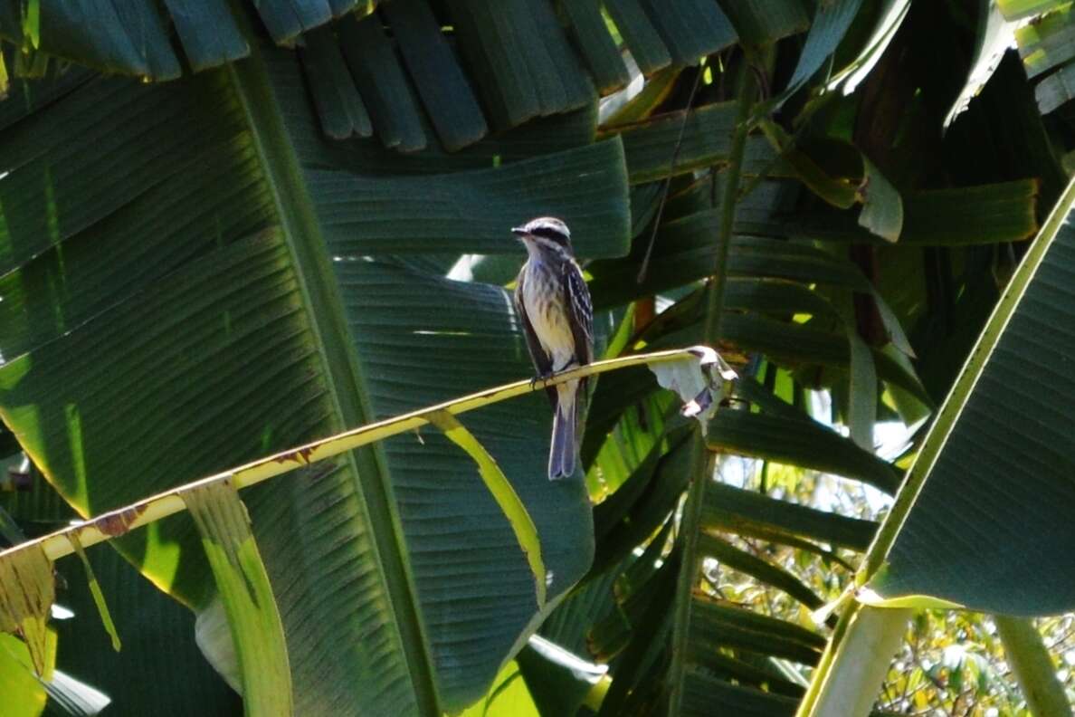 Plancia ëd Empidonomus Cabanis & Heine 1860