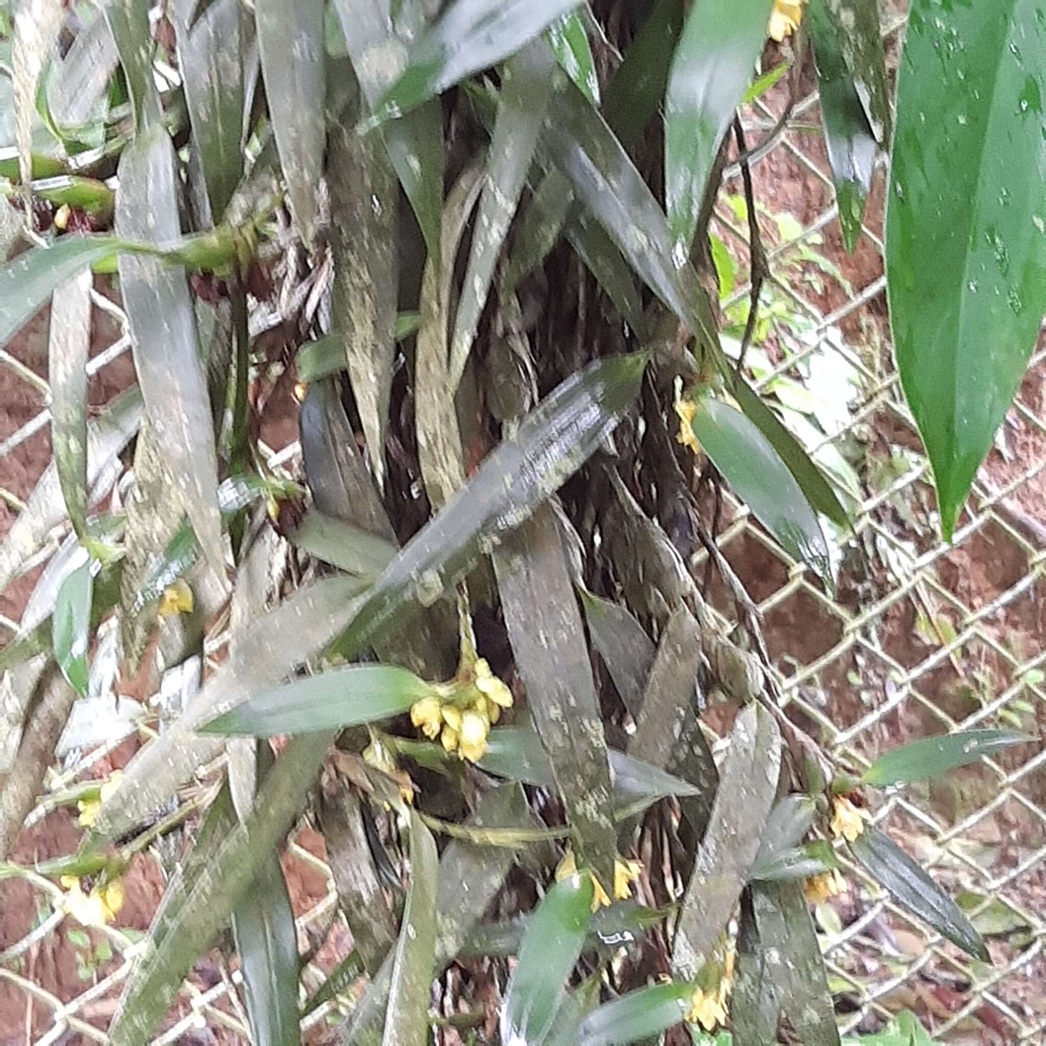 Image of Maxillaria pseudoneglecta J. T. Atwood