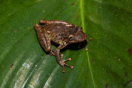 Scinax garbei (Miranda-Ribeiro 1926)的圖片