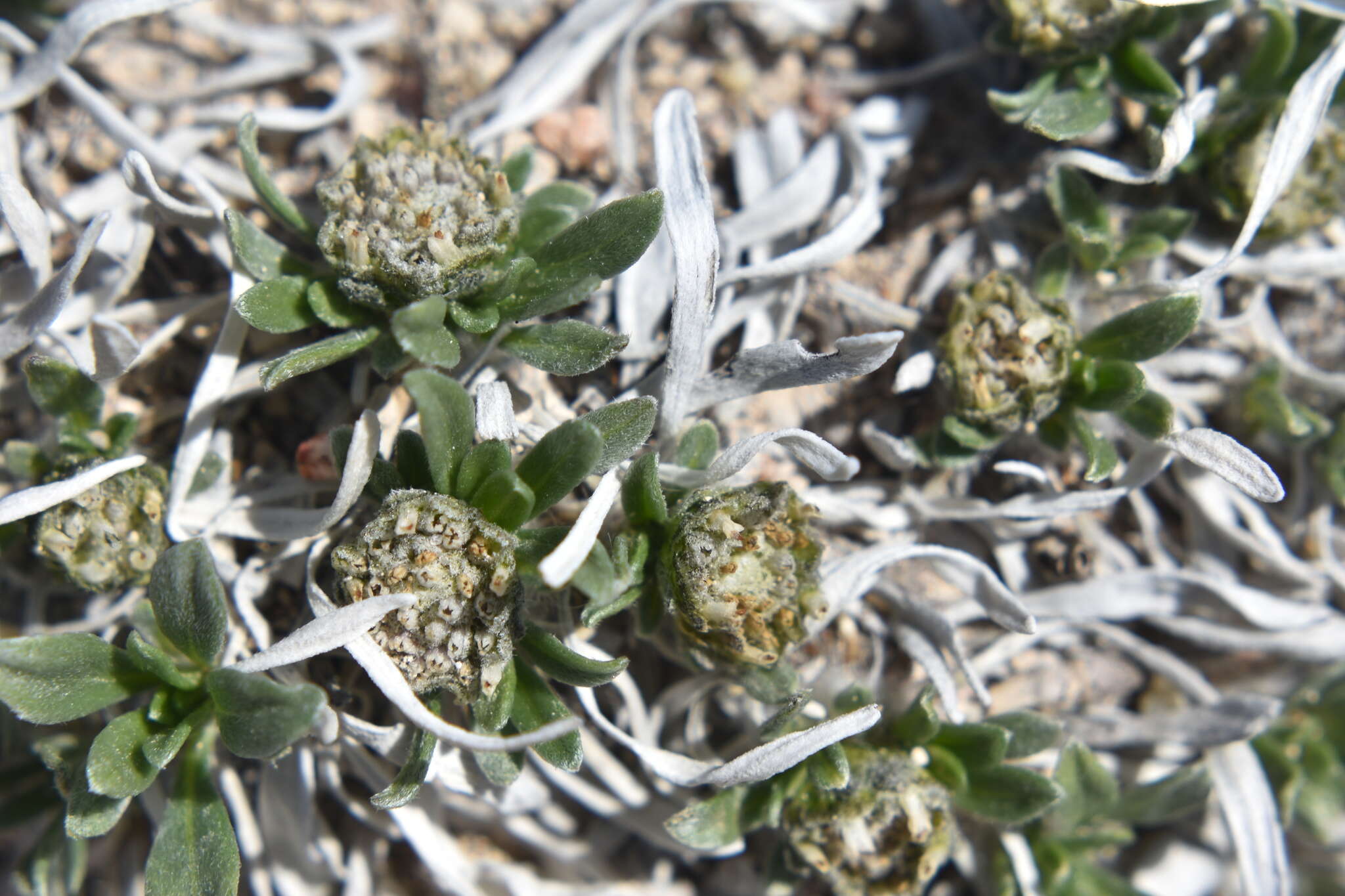 Image of alpine feverfew