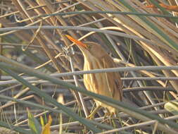 Image of Stripe-backed Bittern