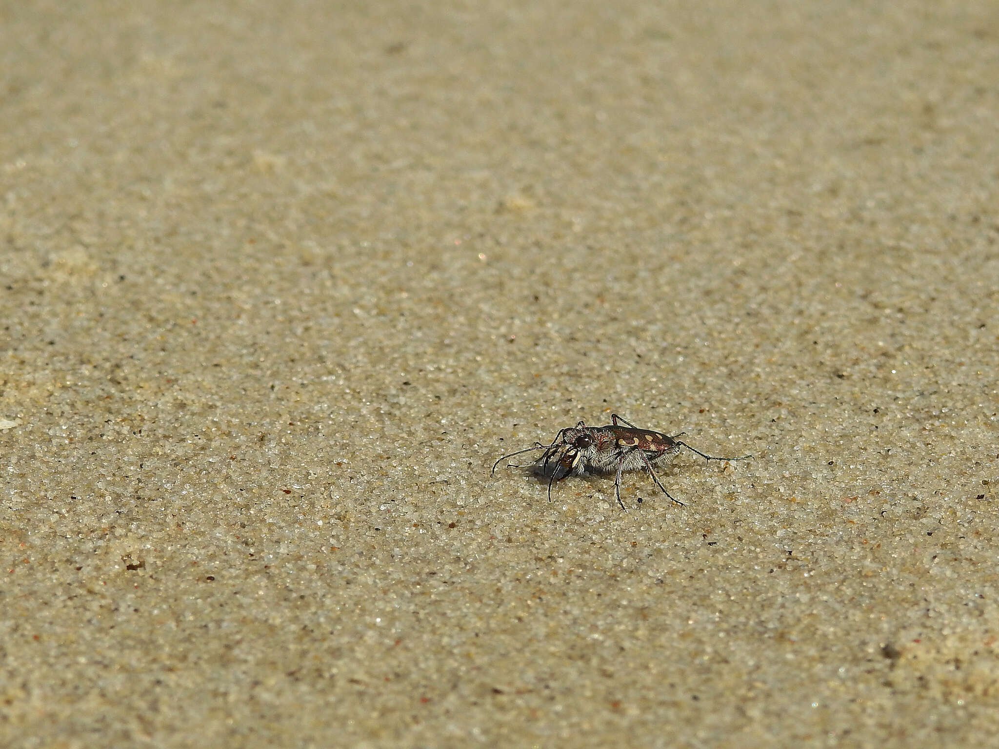 Calomera littoralis littoralis resmi