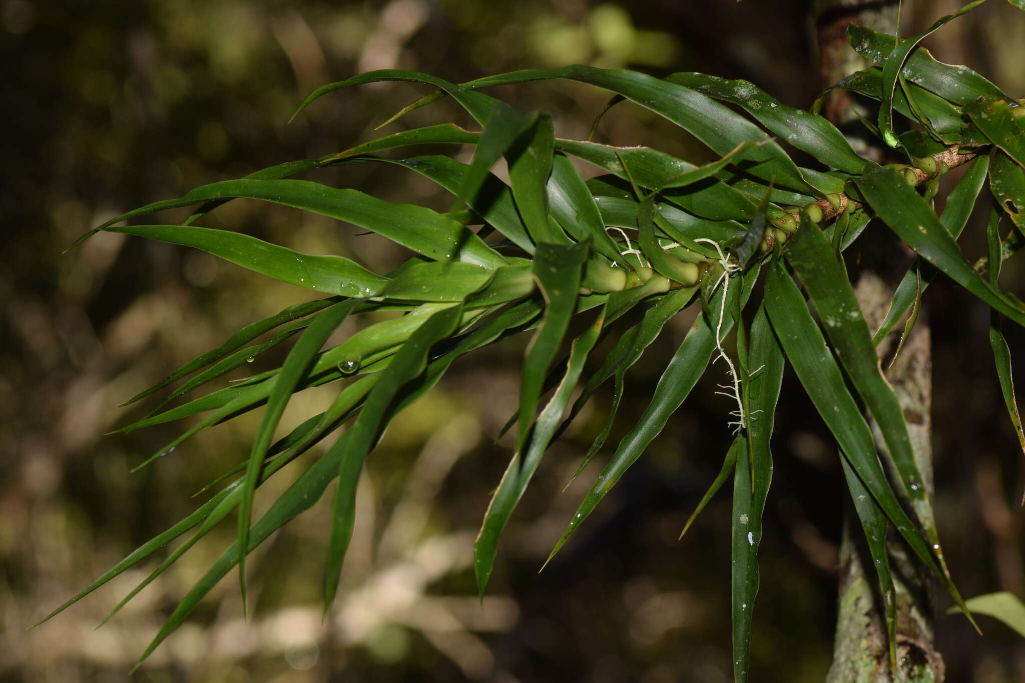 Image of Dracaena reflexa var. condensata H. Perrier