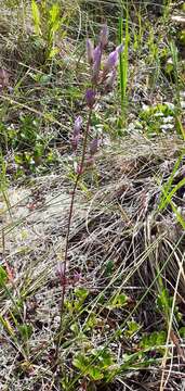 Image of Four-Part Dwarf-Gentian