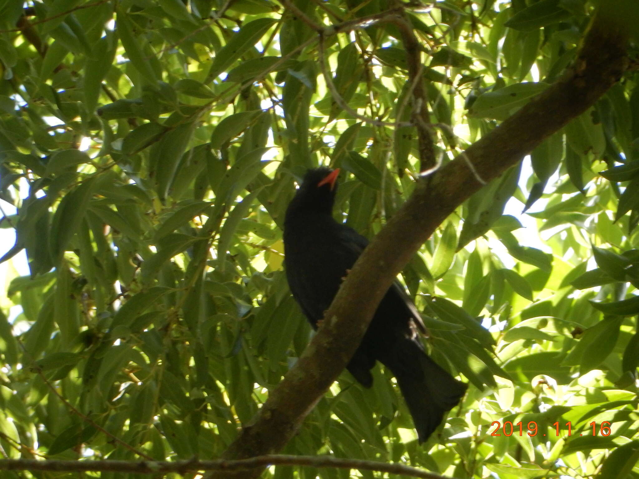 صورة Hypsipetes leucocephalus nigerrimus Gould 1863