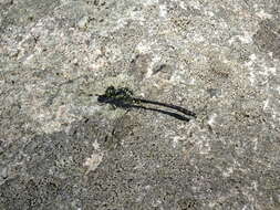 Image of Pygmy Clubtails